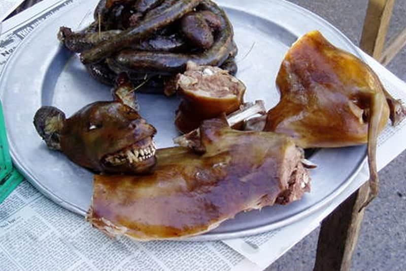 manger-du-chien
