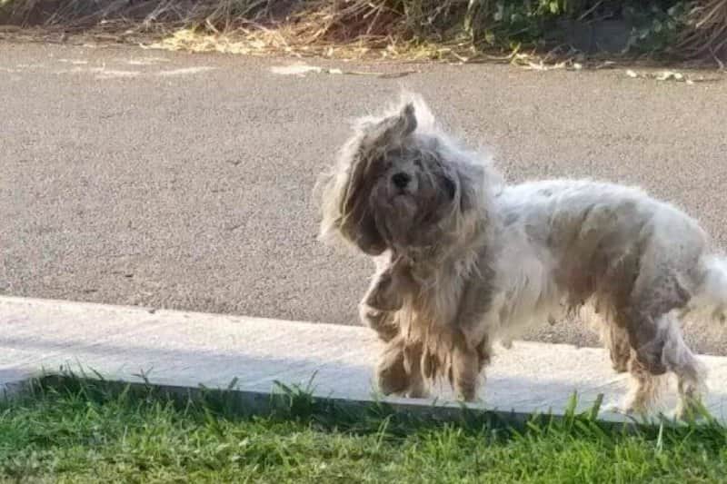 chien-rasta
