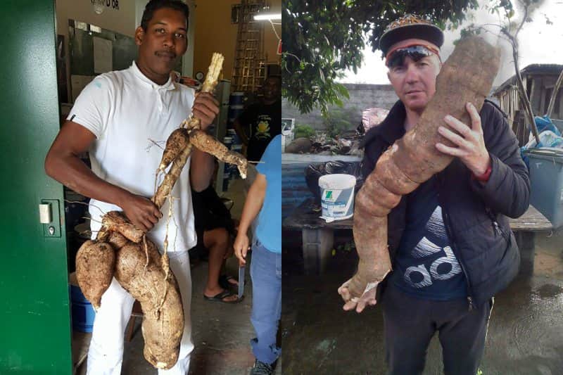 manioc-aux-formes-humaines
