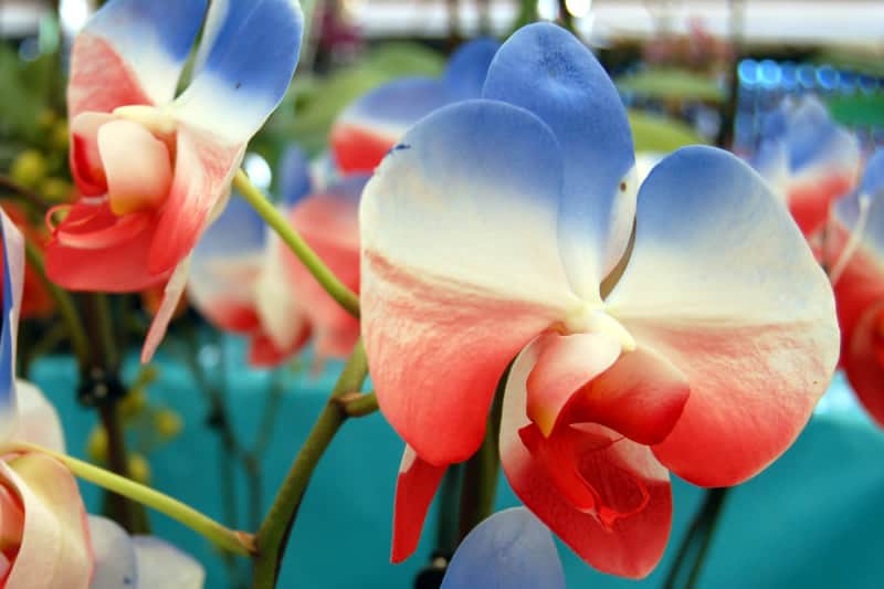 orchidee-dimitri-payet