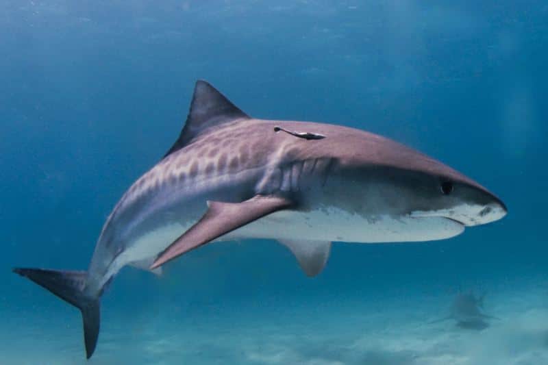 Requin-Tigre