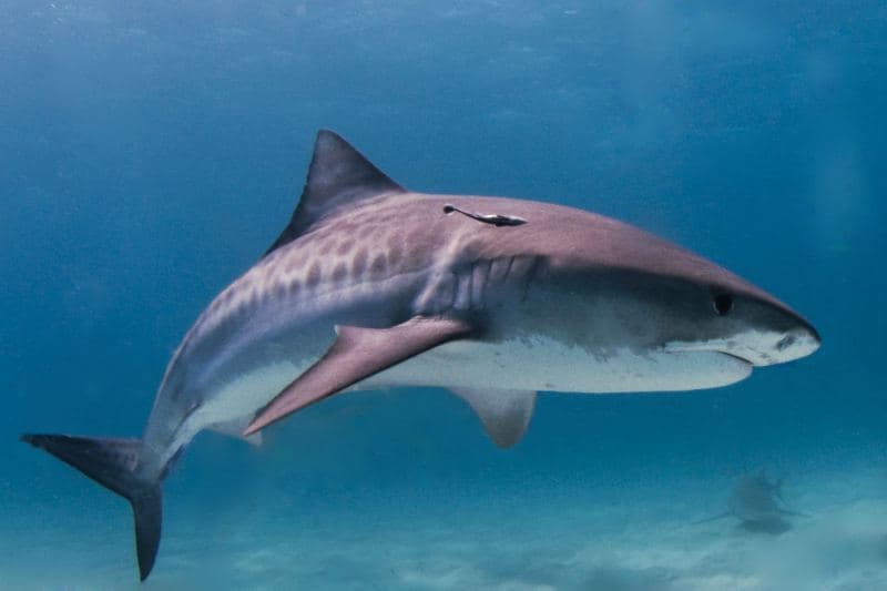 Requin-Tigre