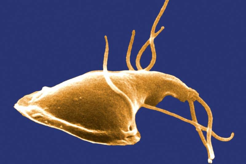 poisson-artificiel-cellule-rat