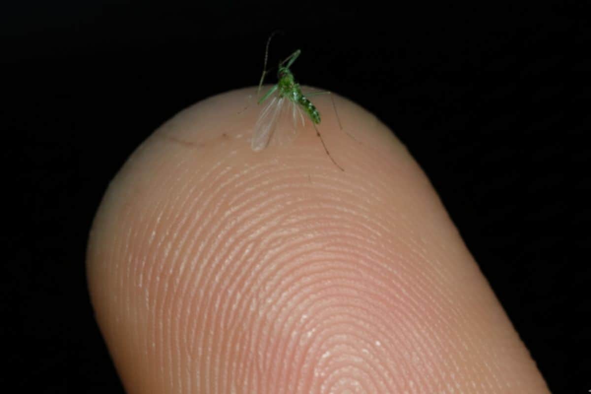moustique vert, chironome, nature à La Réunion, découverte insolite, biodiversité, curiosité, réseau social