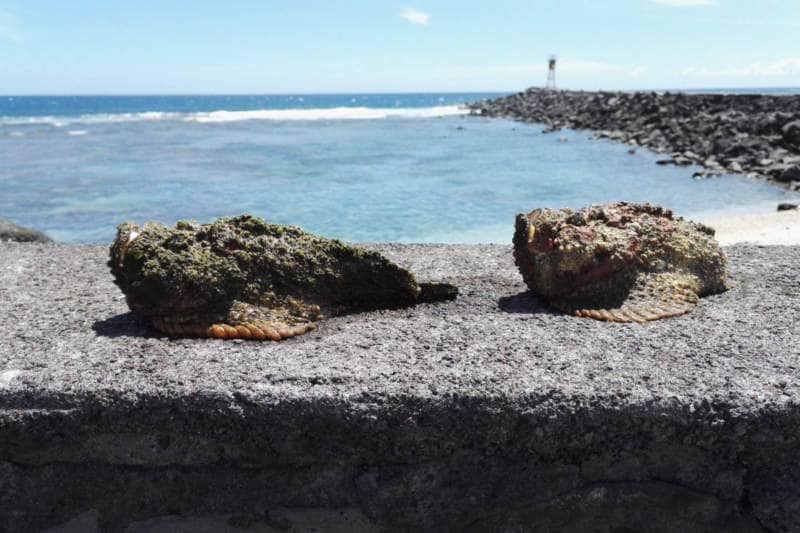 poissons-pierre-la-reunion