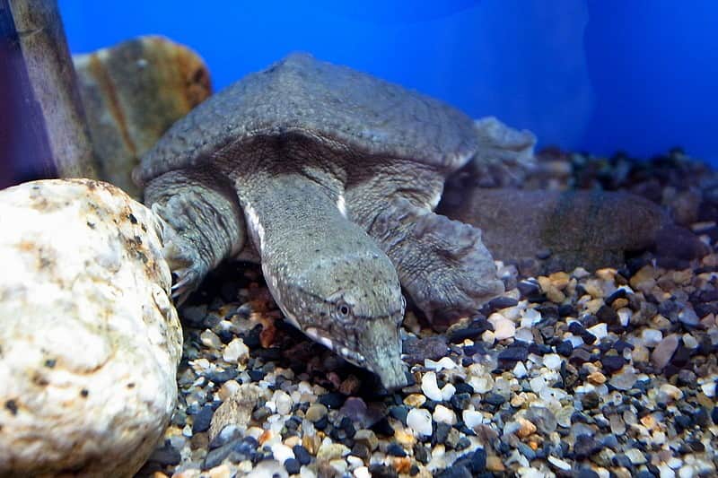 tortues-mangeuses-dhomme