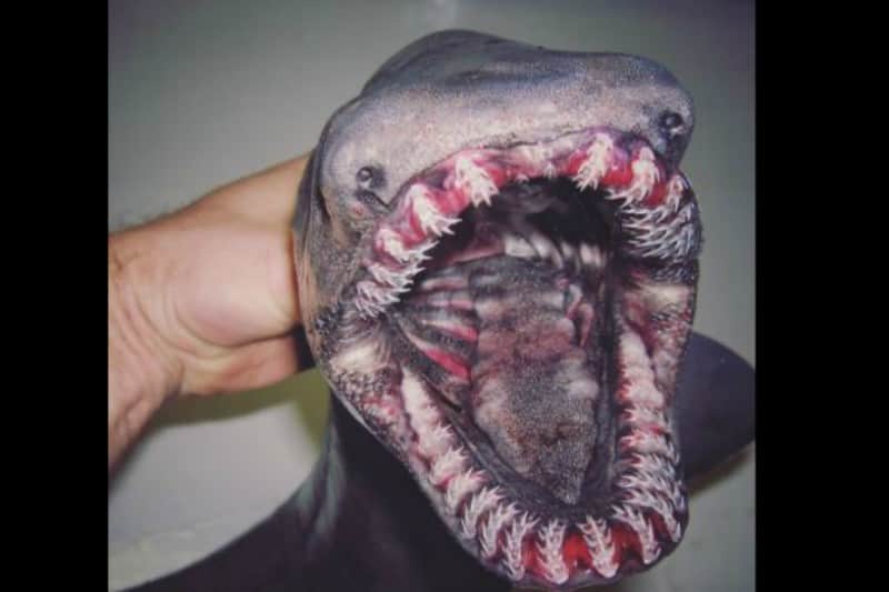 monstre-marin
