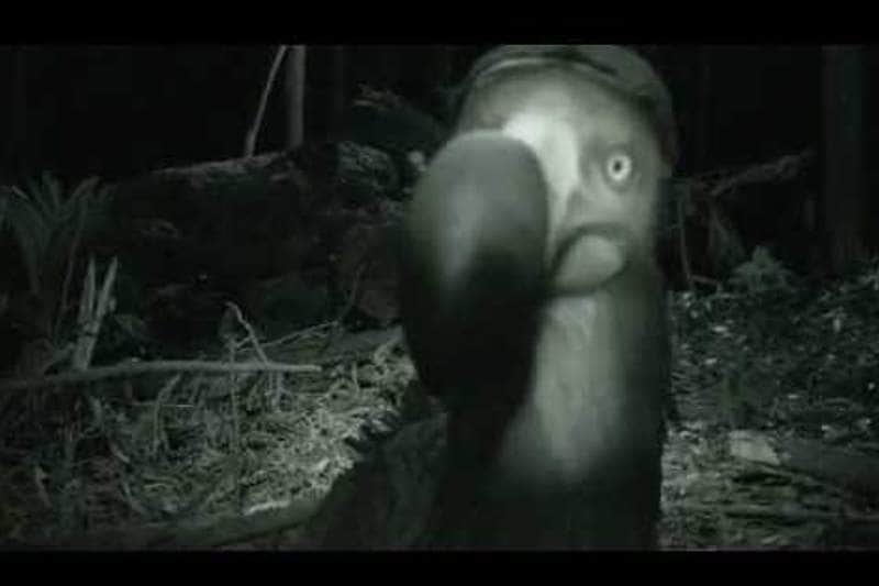 un-dodo-la-reunion