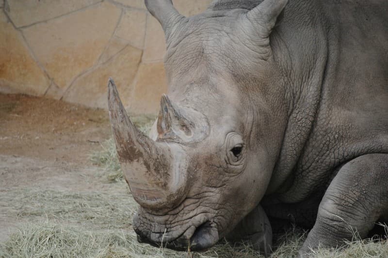 rhino