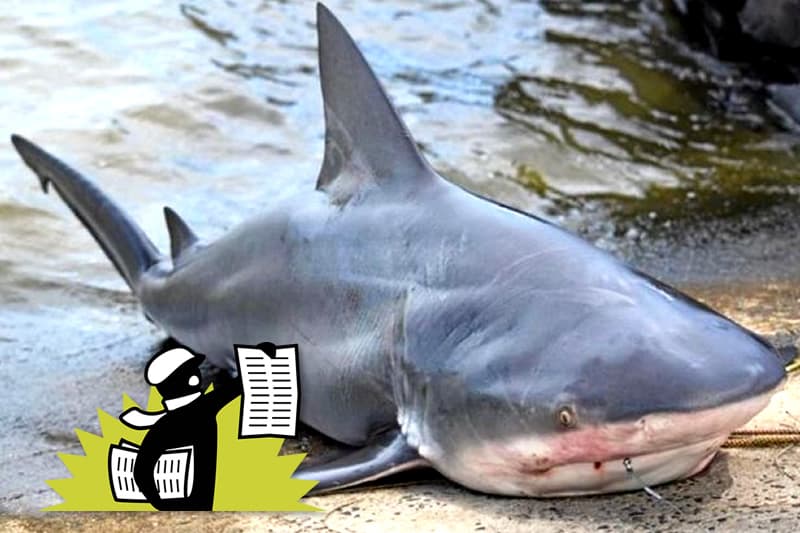 risque-requin