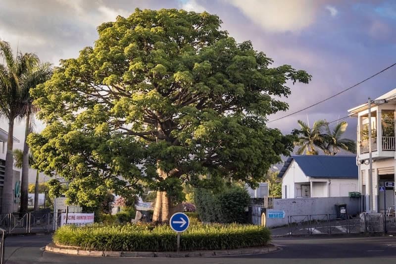 baobab-trois-mares