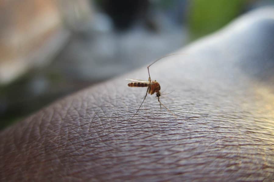 dengue