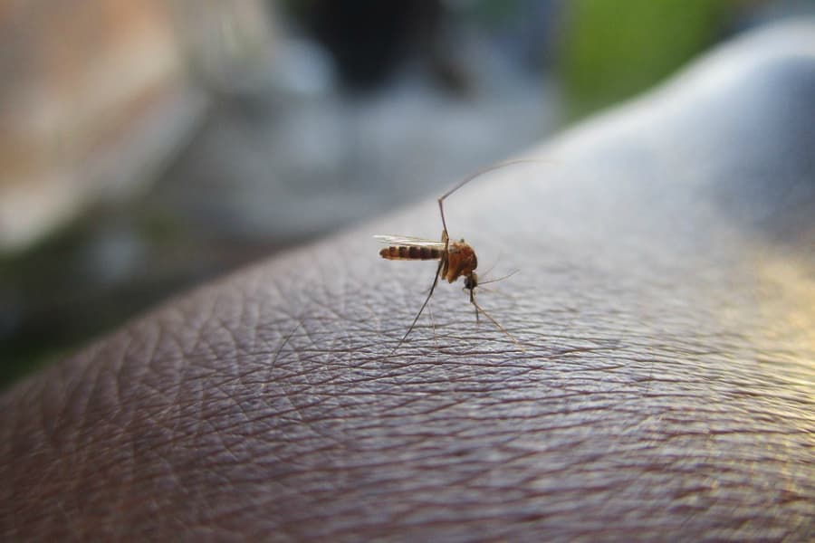 dengue