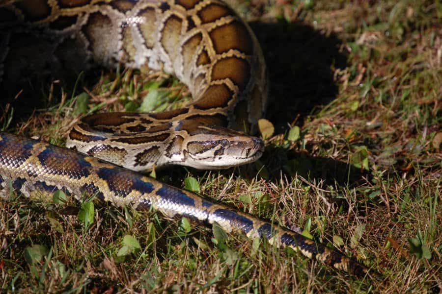 boa