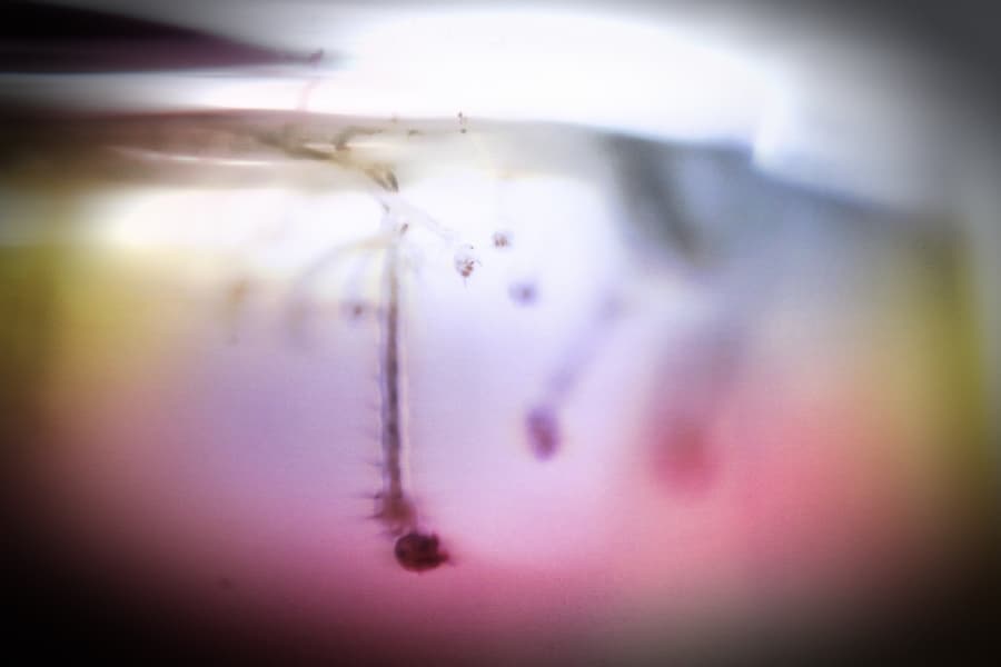 dengue
