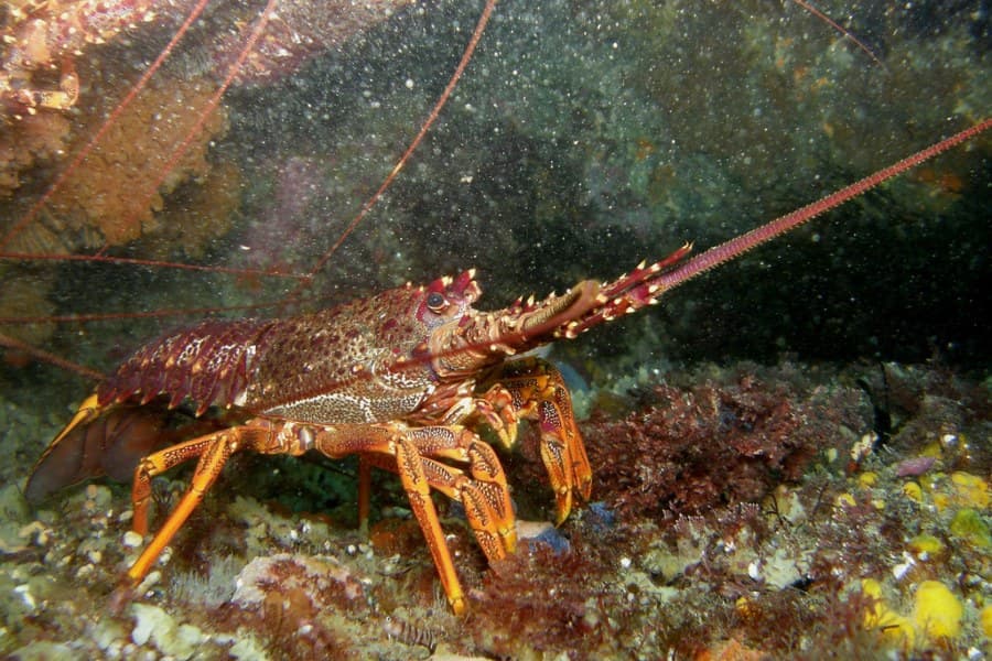 langouste
