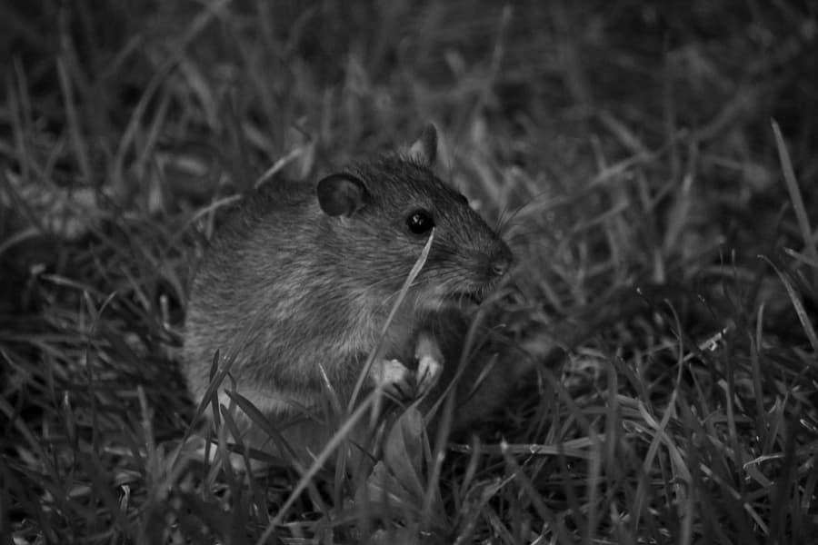 rat
