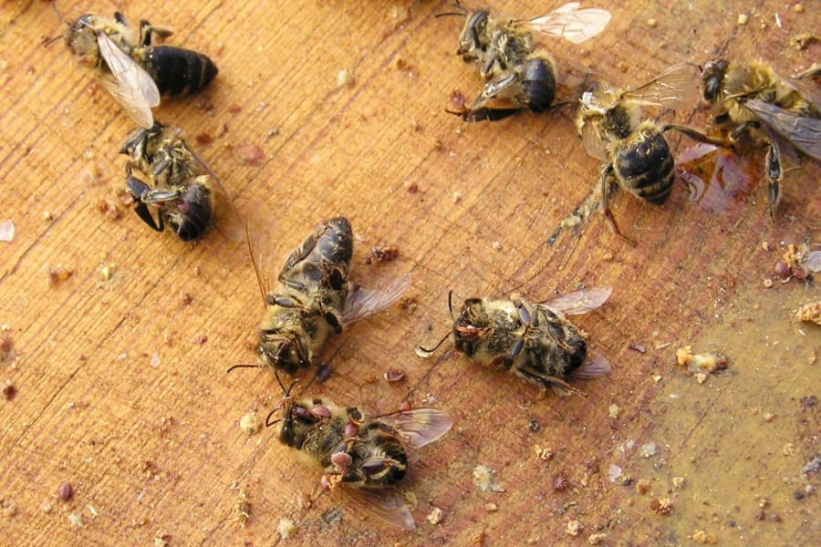 varroa