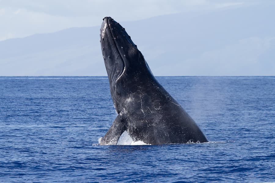 baleine-a-bosses