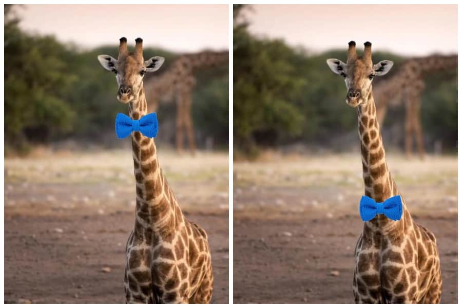 girafe