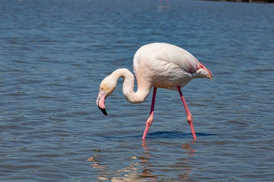 flamant