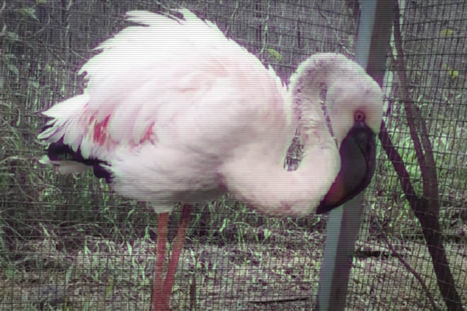 flamant (1)