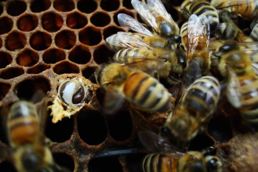 abeilles