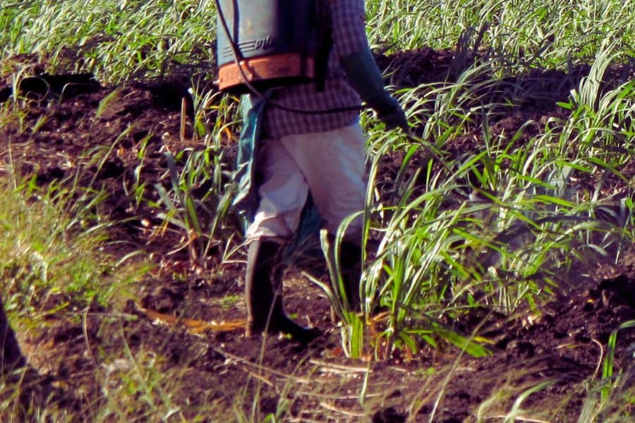 pesticides-canne-a-sucre