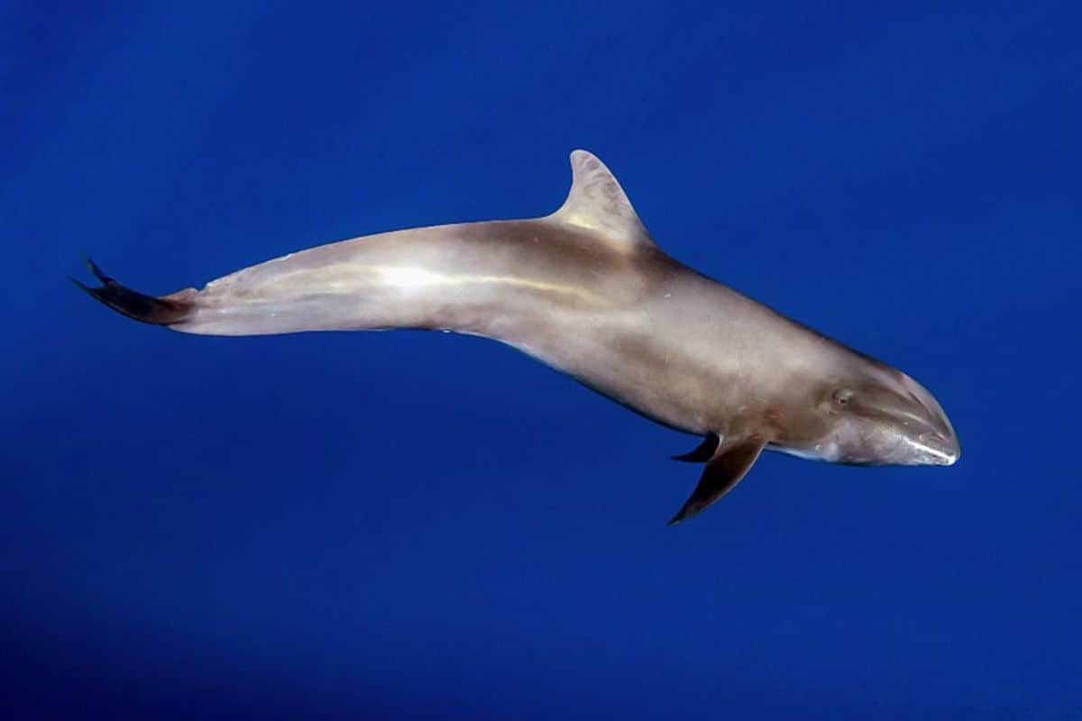 Dauphin électre échoué à La Réunion