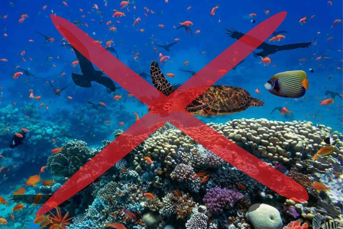 écosistème en danger à La Réunion
