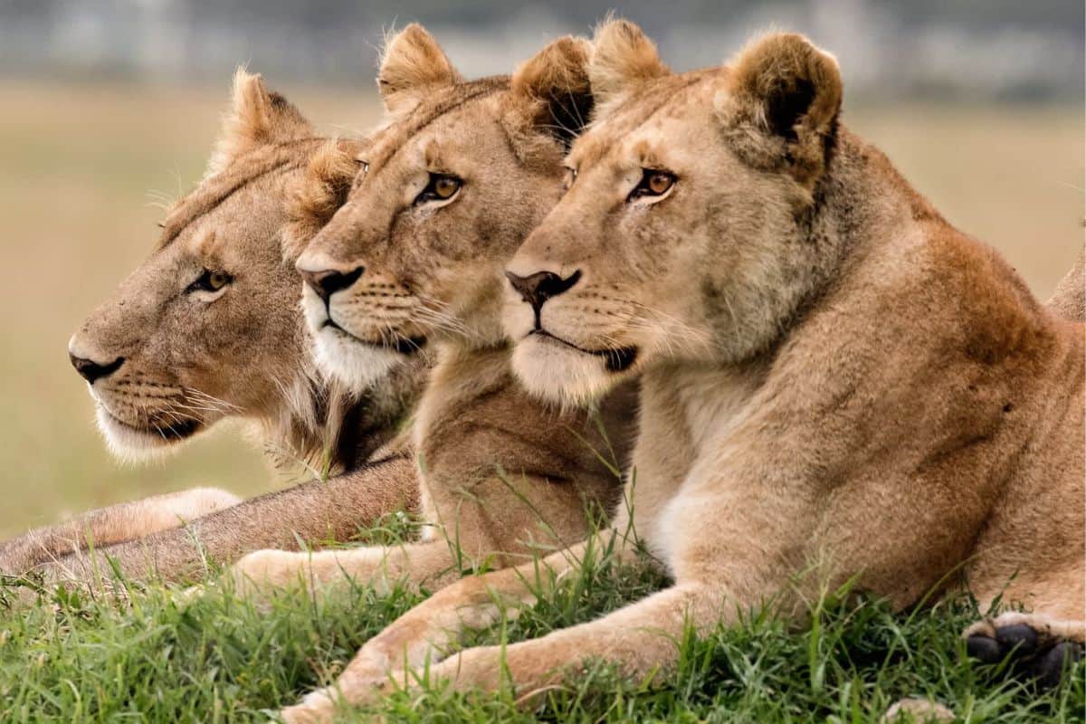 Un voyage vers la liberté : trois lions sauvés des bombardements en Ukraine arrivent en France