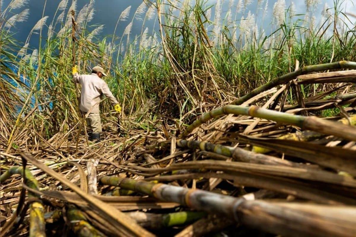 aide planteur de canne