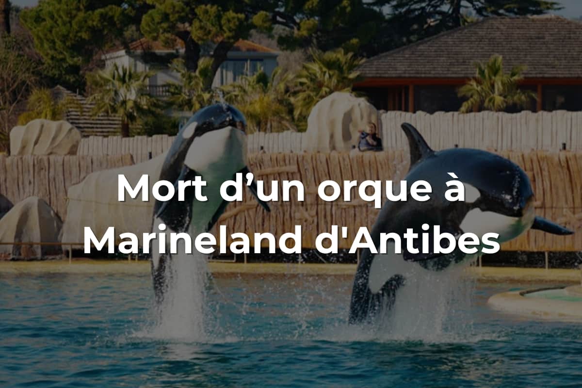 Mort d’un orque à Marineland d'Antibes