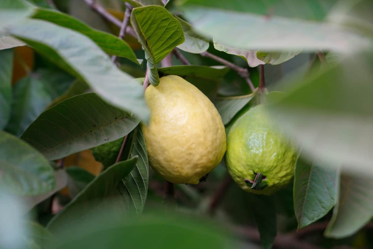 Goût sucré-acidulé en avance : La saison des goyaviers débute à La Réunion !