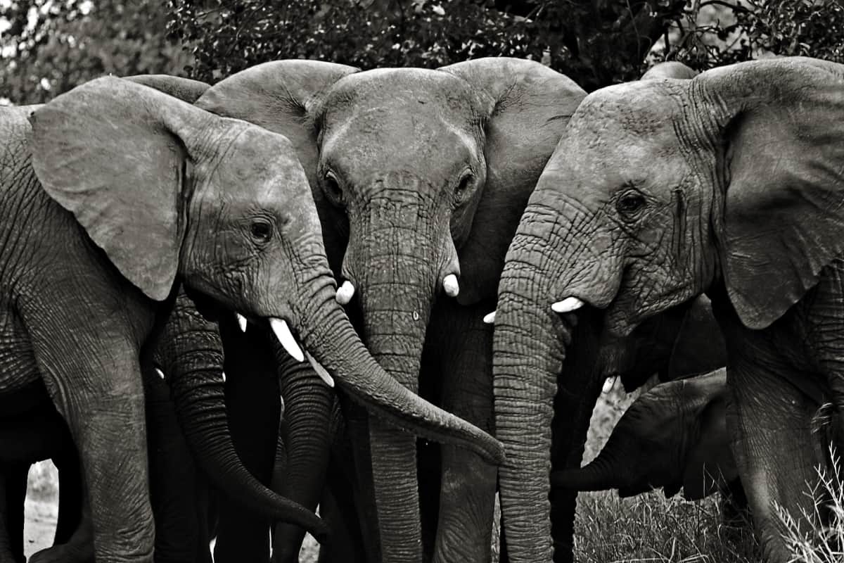 Le Botswana menace d'envoyer 20 000 éléphants en Allemagne : un bras de fer diplomatique autour de la chasse