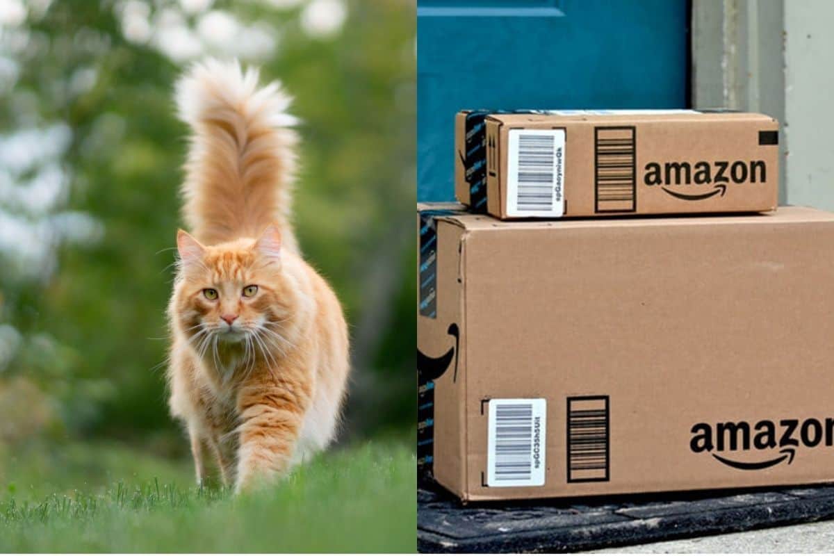 Une chatte disparue depuis 1 semaine aux États-Unis a été retrouvée vivante à plus de 1000km de chez elle, dans un colis Amazon !