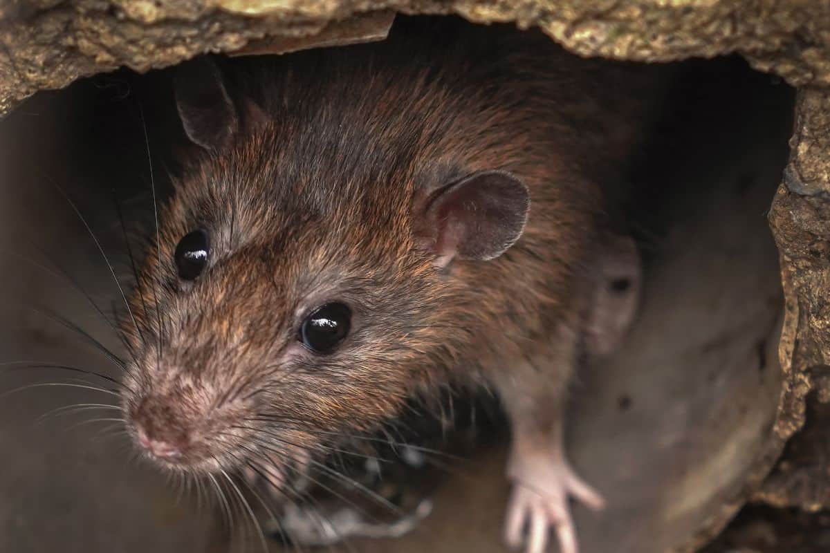 rat-leptospirose