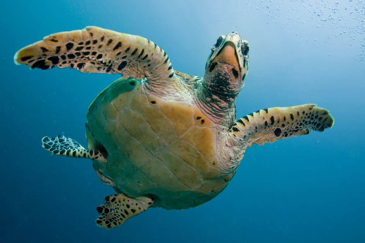 Journée mondiale de la tortue célébrons ces créatures anciennes et menacées !
