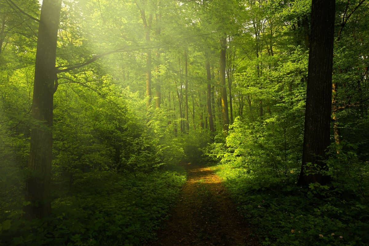 La Fête de la Nature s'invite à La Réunion du 15 au 19 mai !