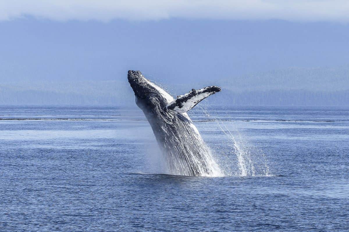 La saison des baleines est officiellement lancée à La Réunion !