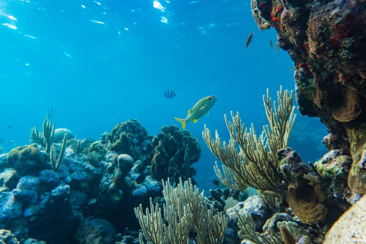 Plongez dans les merveilles du récif corallien de l'Ermitage une aventure sous-marine inoubliable !
