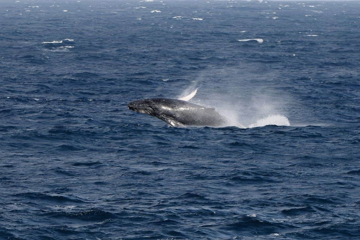baleine réunion