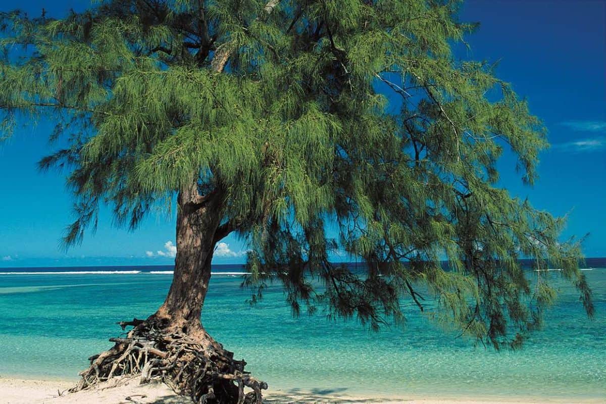 météo réunion