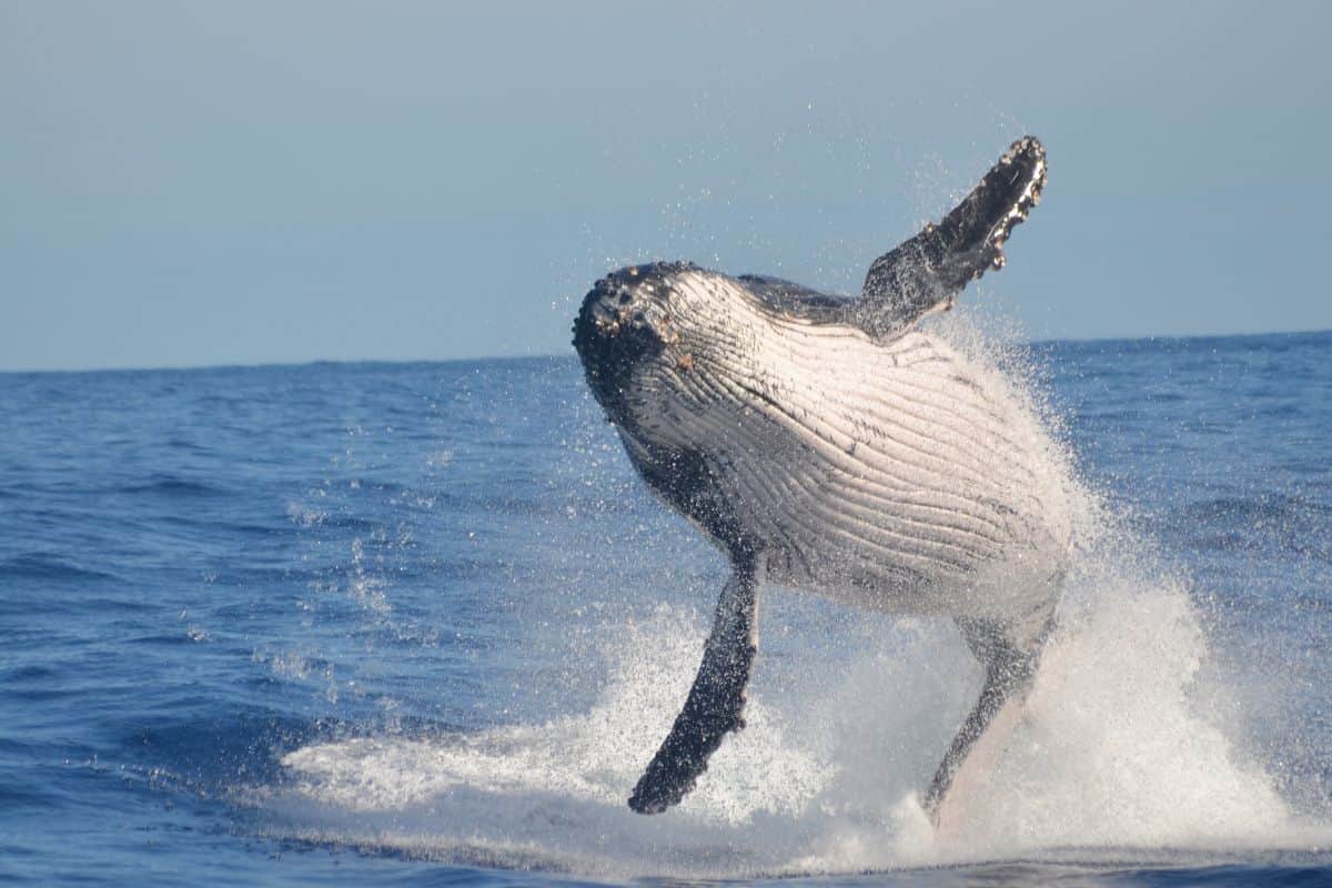 La 7ème édition du Festival des Baleines une célébration de la nature et de la culture à Sainte-Marie
