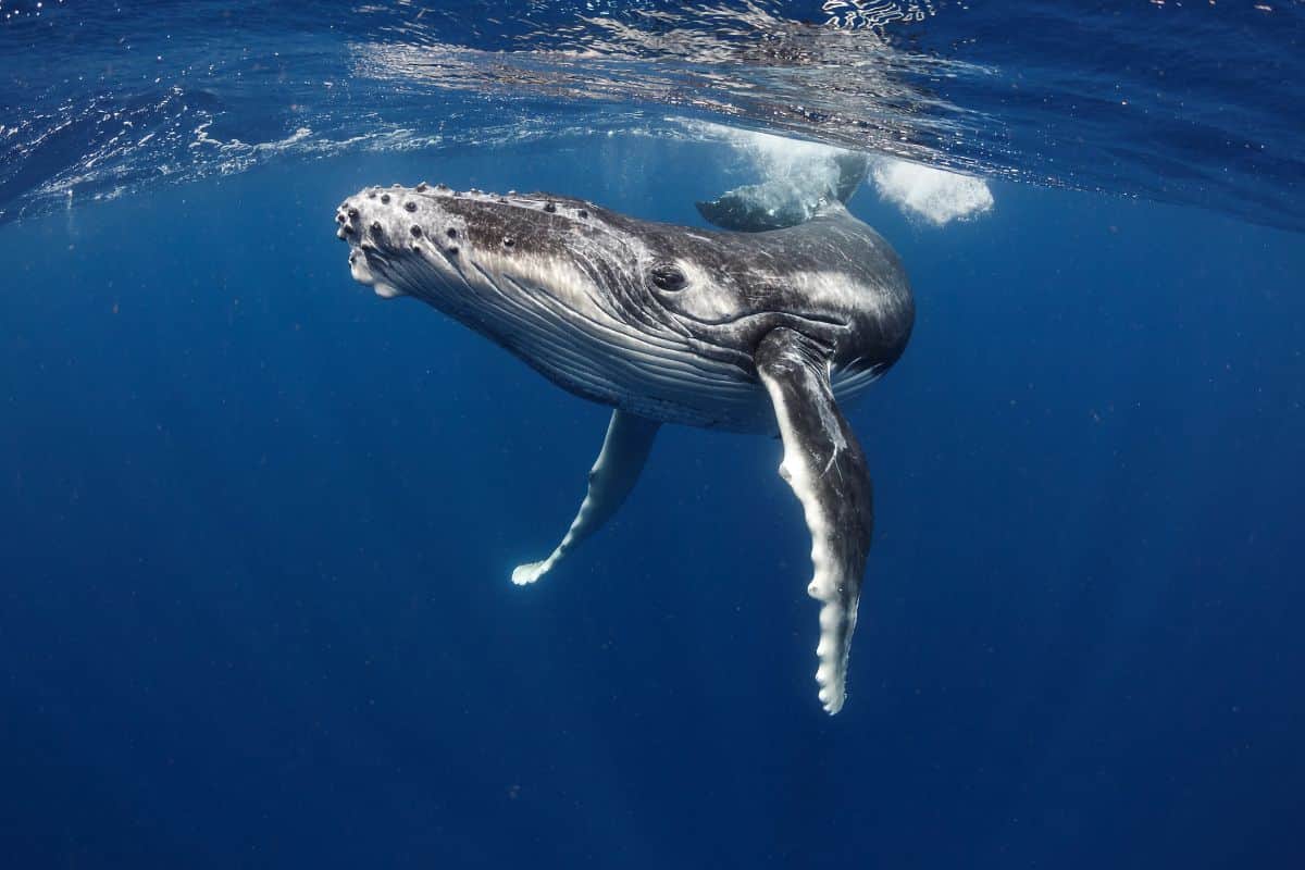 Saison des baleines à La Réunion un spectacle grandiose à observer dans le respect