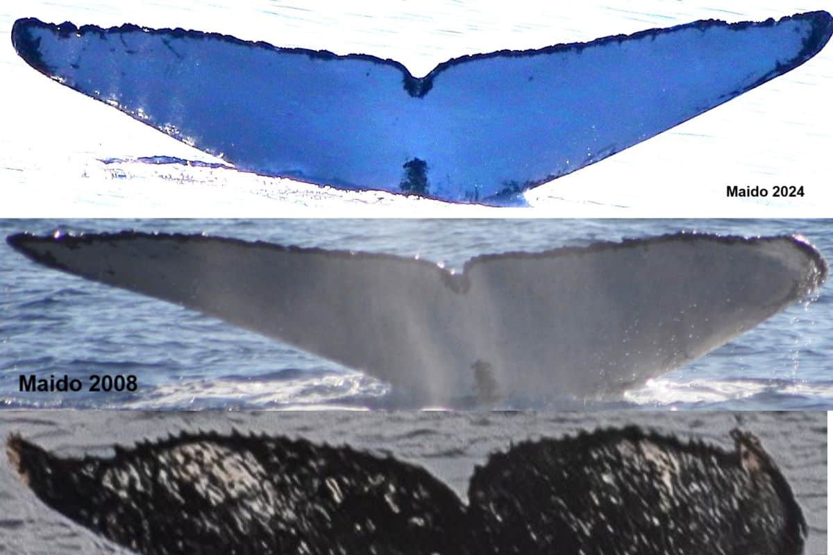 baleine a la reunion