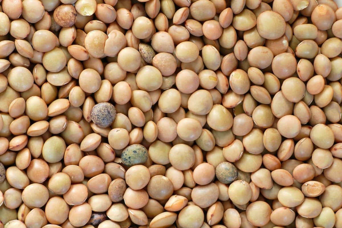 La Fête des Lentilles à Cilaos du 24 au 27 octobre 2024