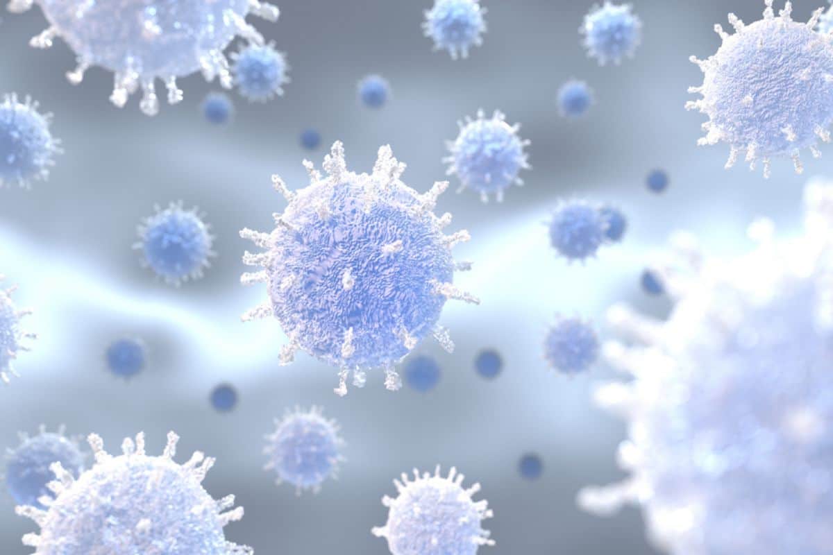 La Réunion face à une circulation active de la grippe porcine (A(H1N1)pdm09)