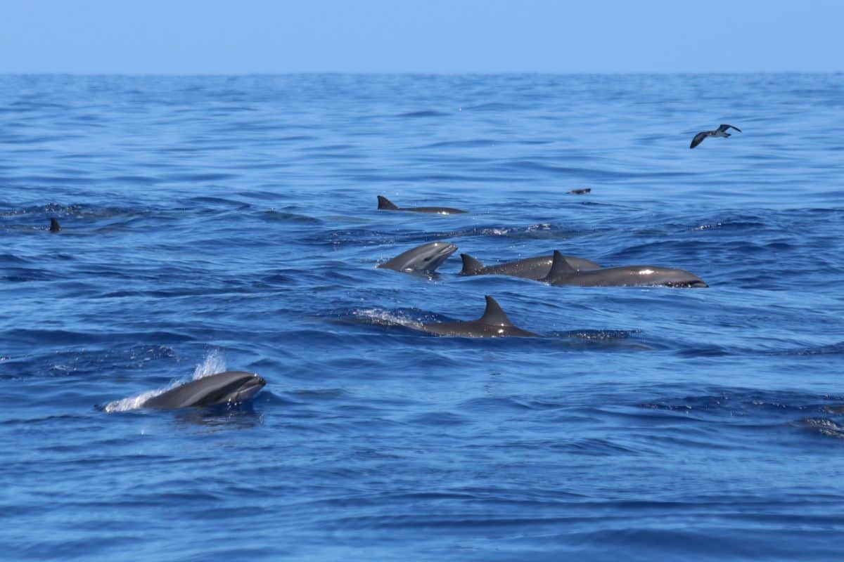 Rencontre exceptionnelle avec les dauphins à Saint-Pierre