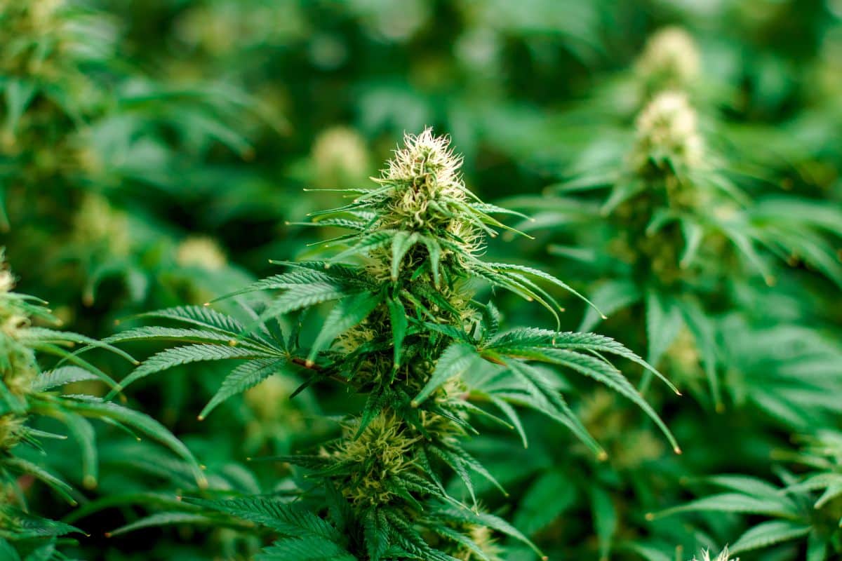 Un Britannique arrêté à Maurice avec 20 kg de cannabis en provenance de La Réunion